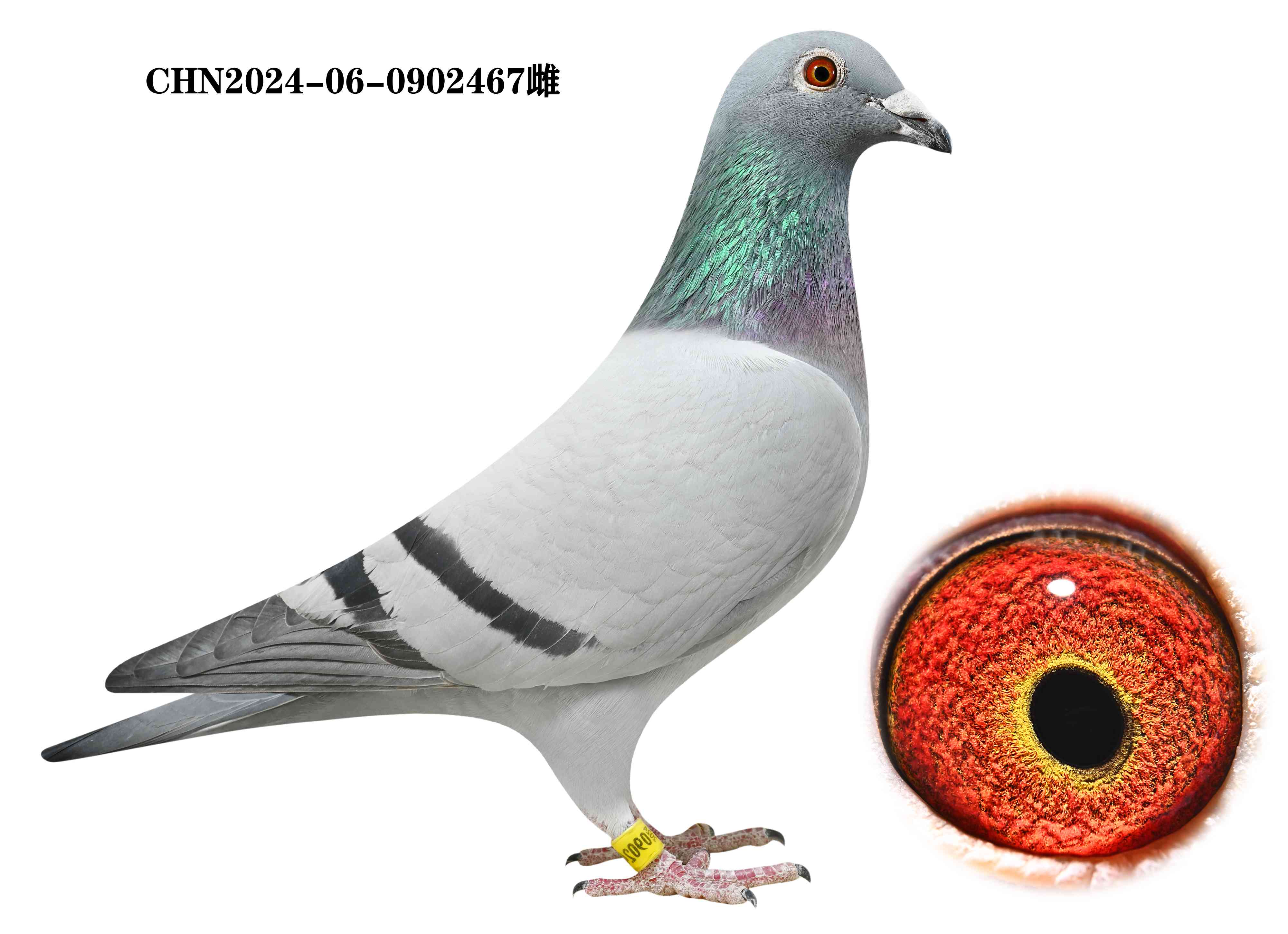 Dutch BP5 pigeon auction (Dutch pigeon results inquiry website)